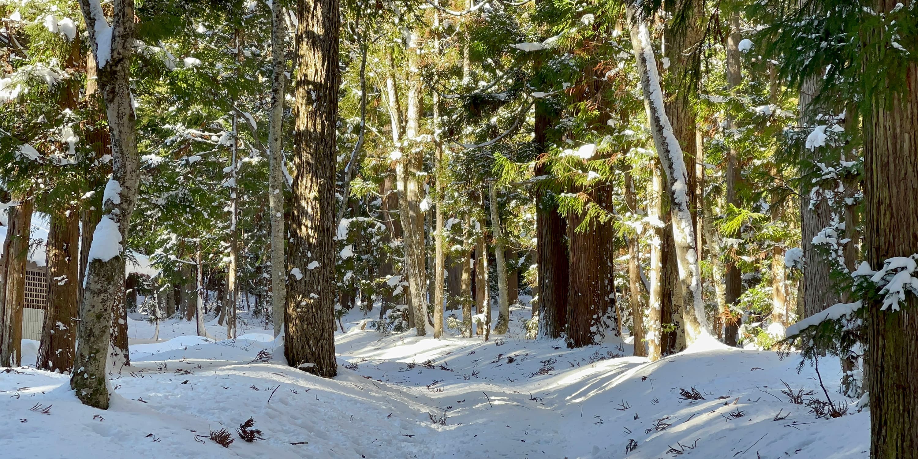 Card Header